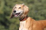 SALUKI 083